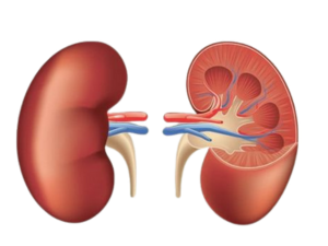 kidney function test in bathinda