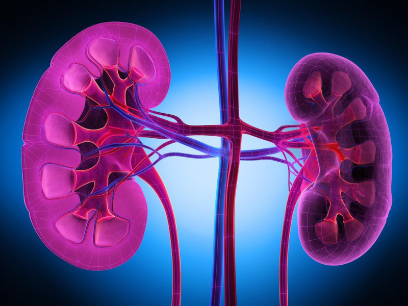 diabetic kidney disease treatment in bathinda