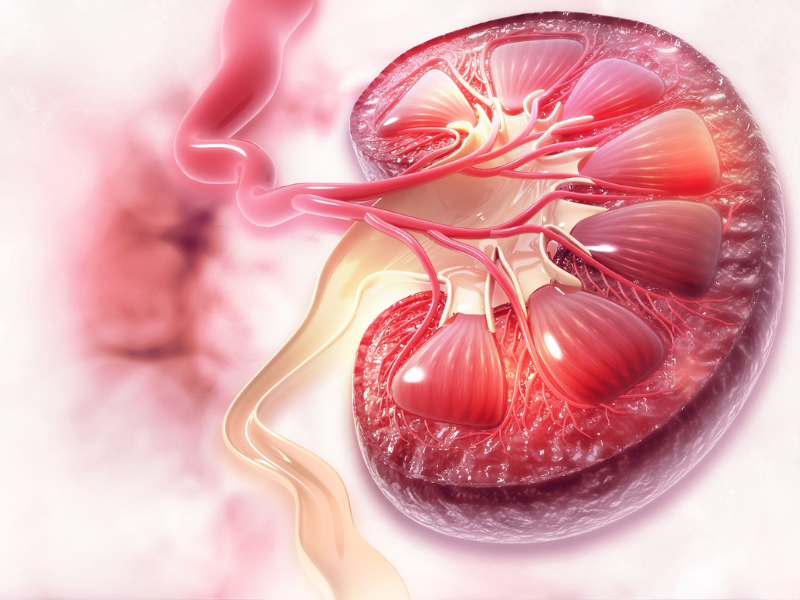 hypertensive kidney disease in bathinda